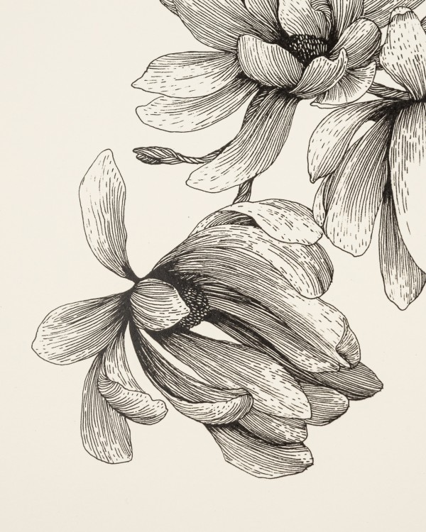 Magnolia no. 3